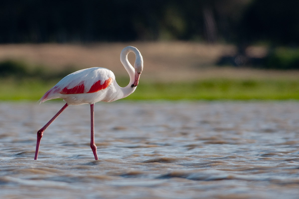 Flamingo, Coto Donana...