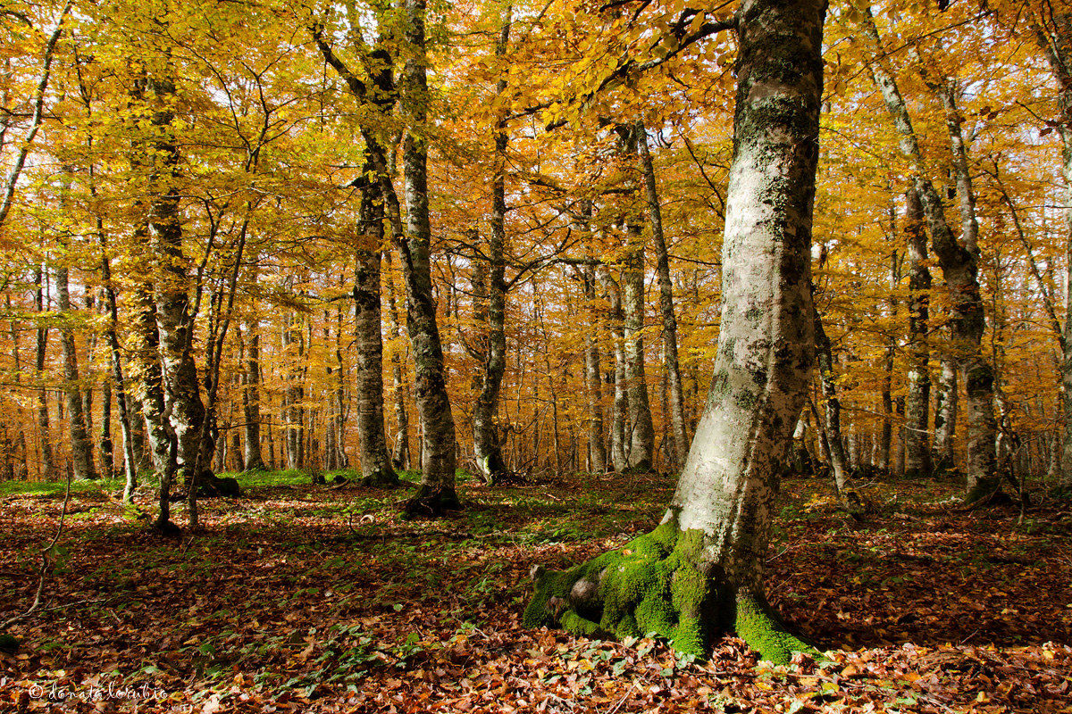 beech wood autumn...