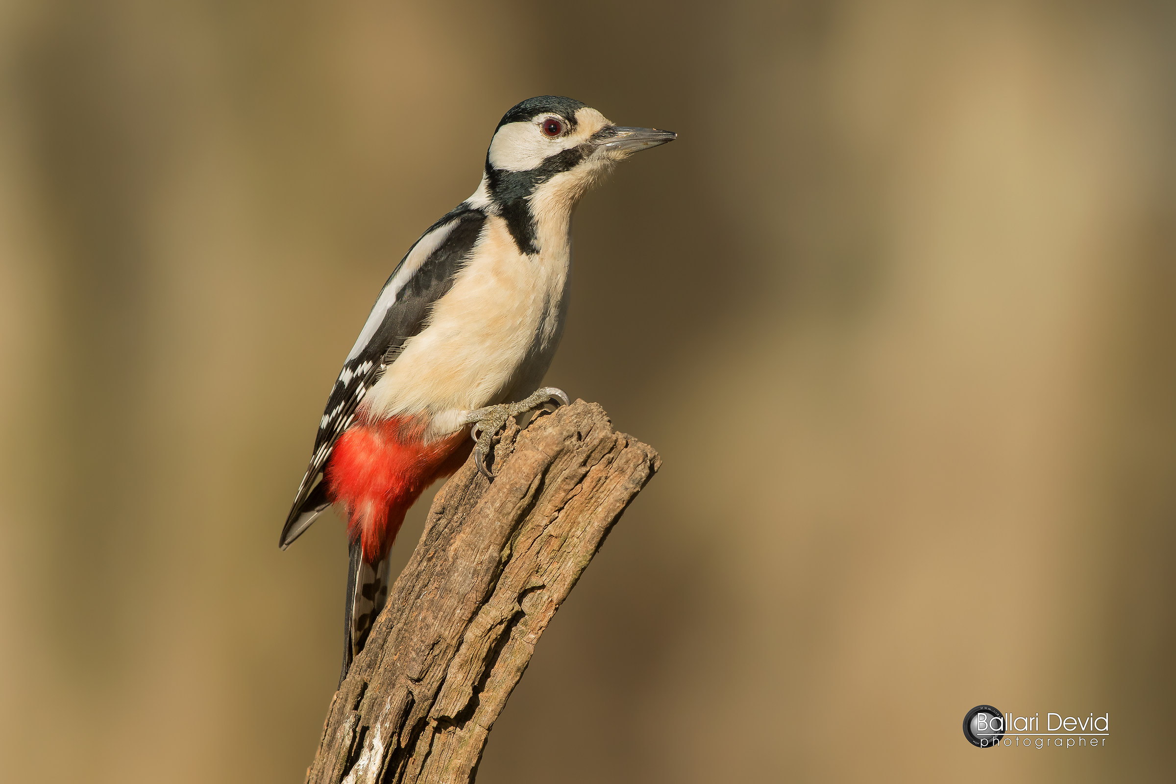 great spotted woodpecker...