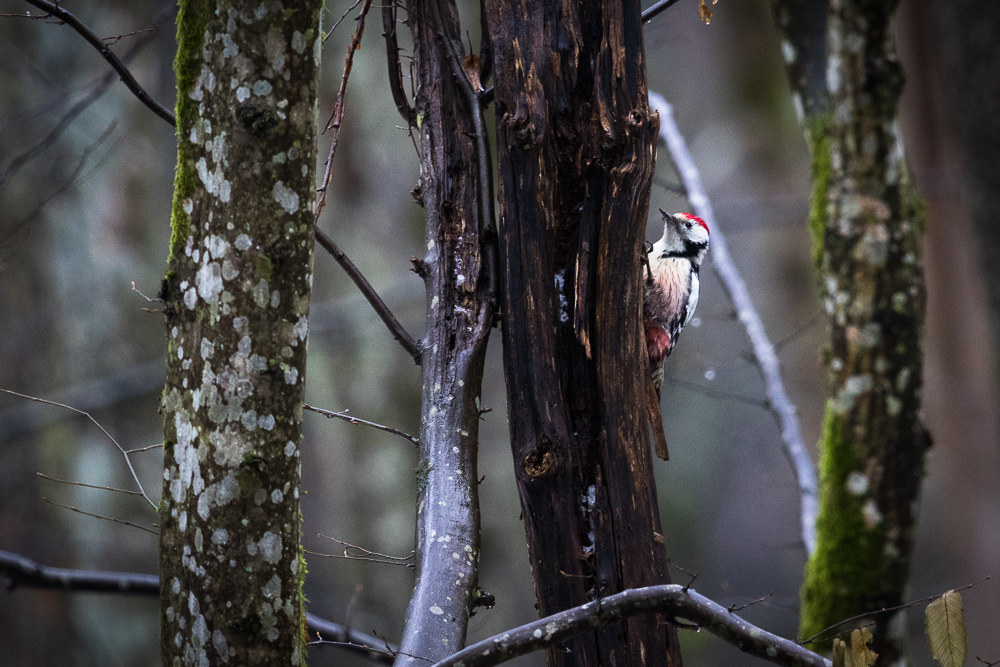 Spotted Woodpecker...
