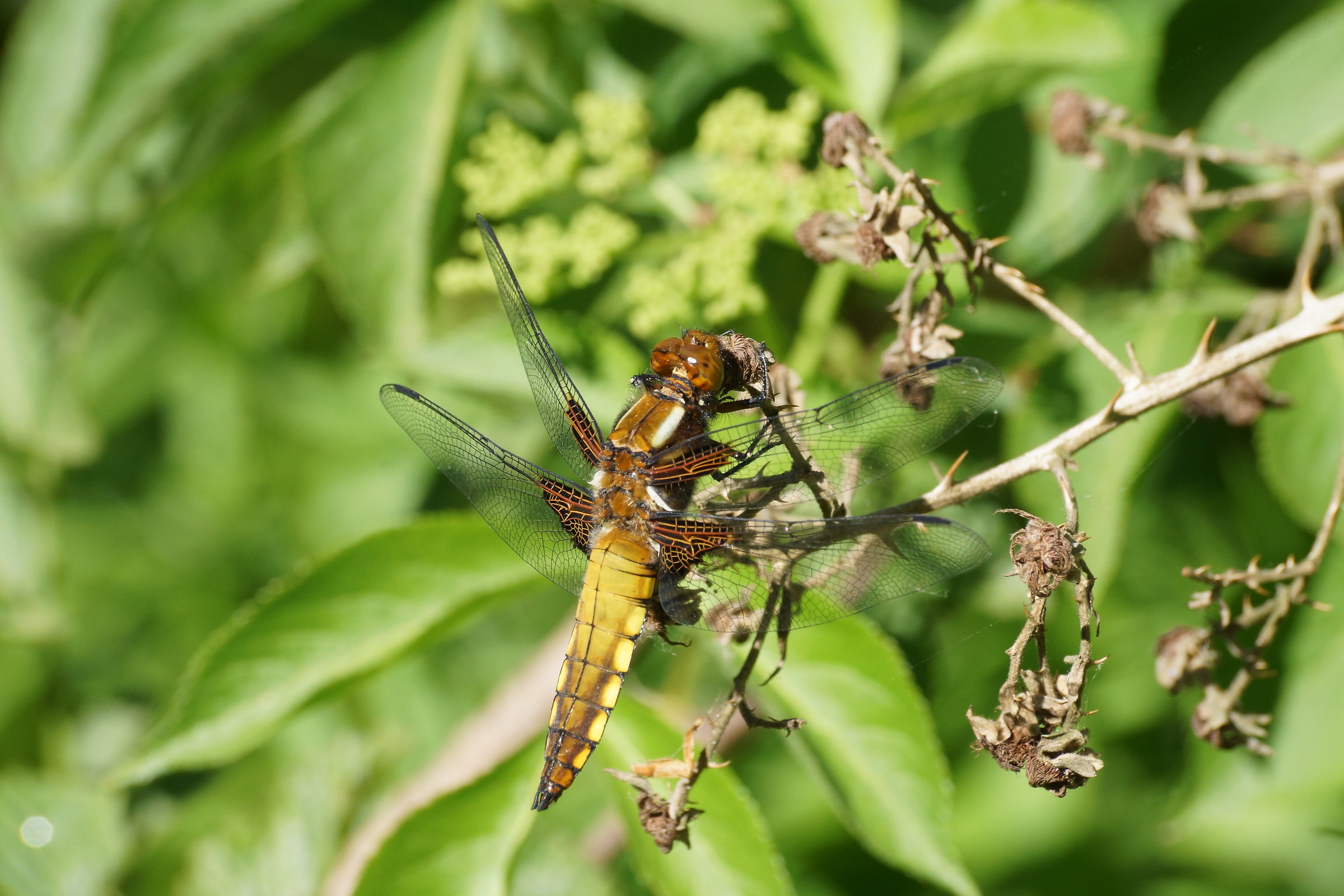 Libellula...