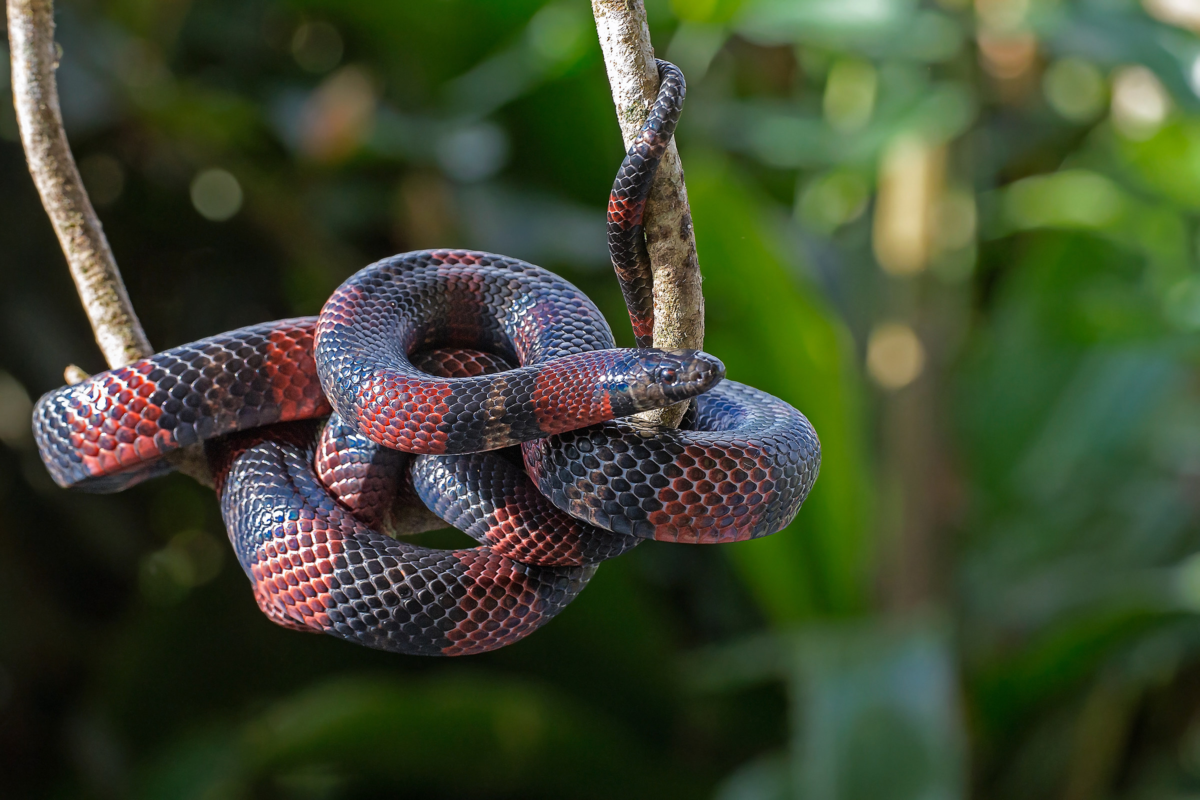 Costarican Milk-snake...