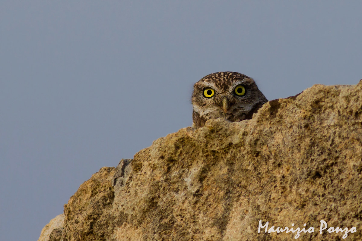 Camouflaged among the rocks .............
