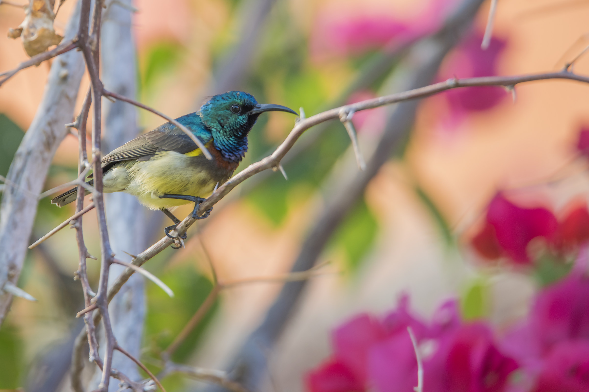 Hummingbird Madagascar...