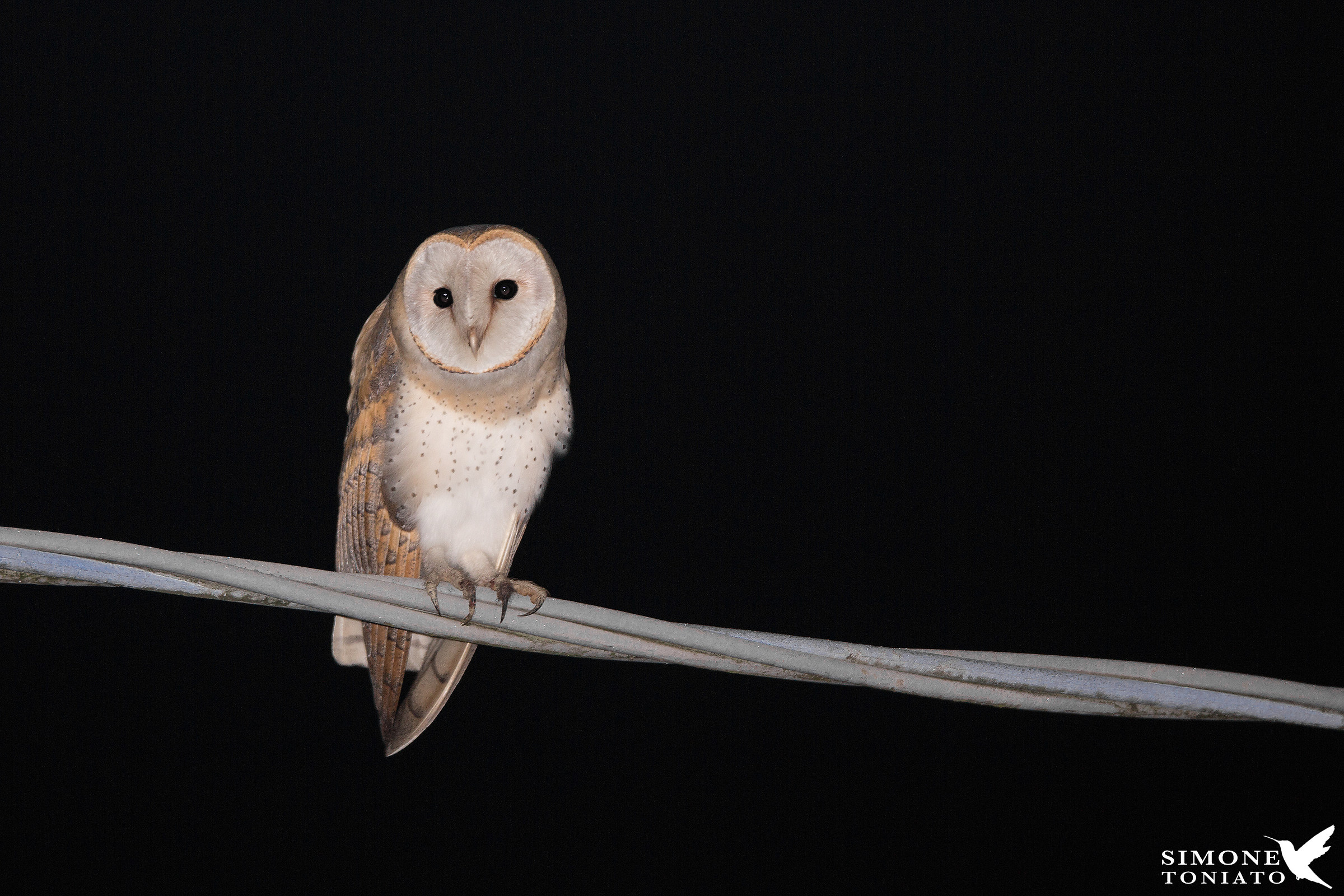 barn owl Tyto alba...