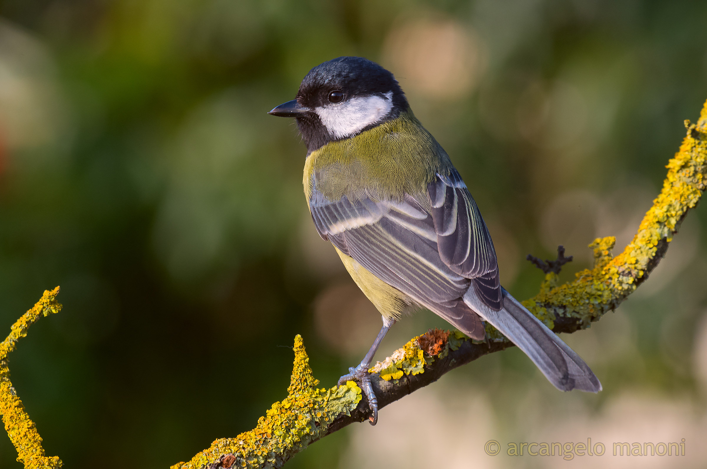 The profile of the great tit...