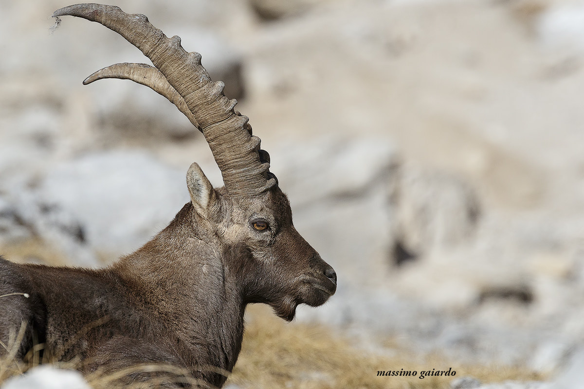 proud look of a young male ibex! : =)...