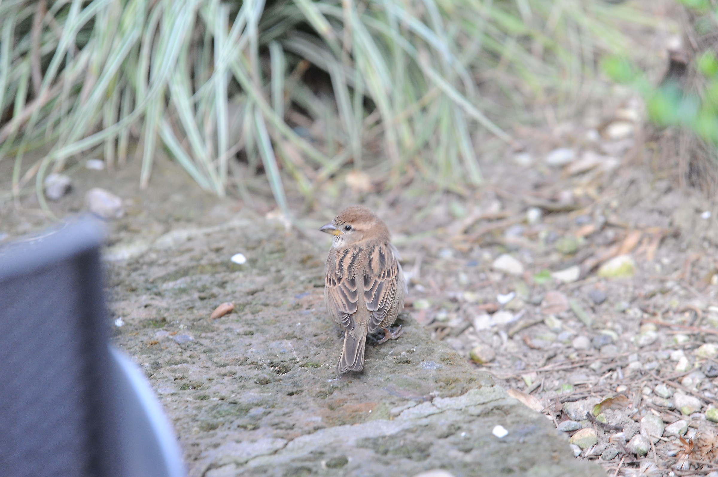 A small sparrow at Lake Garda...