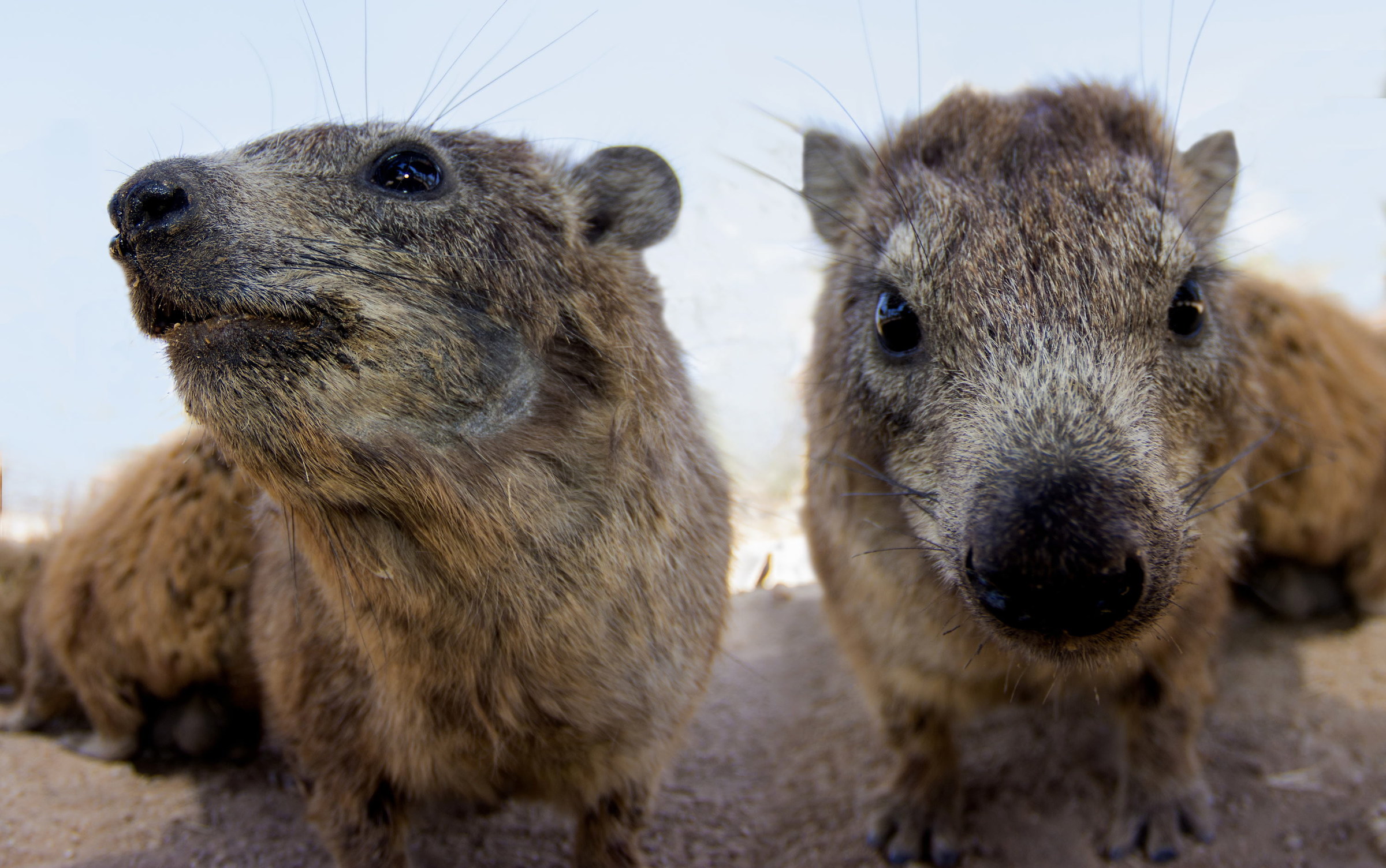 hyrax...