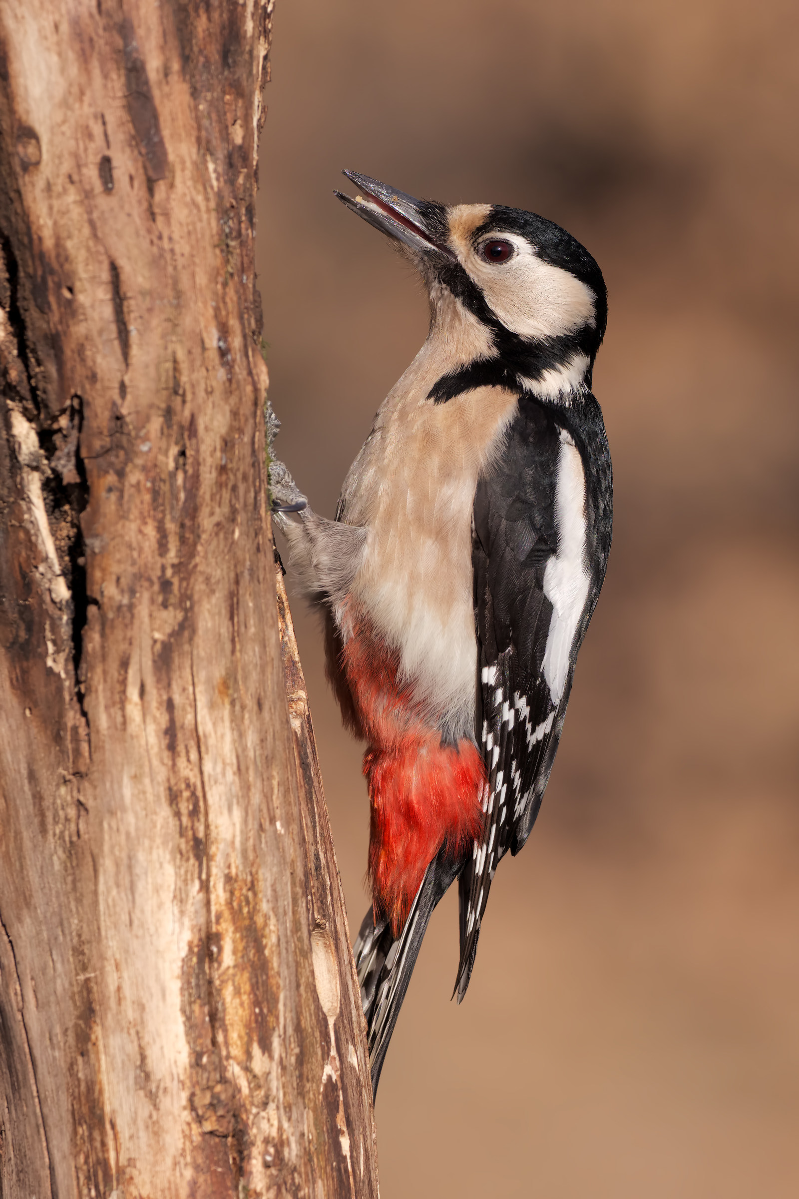 Spotted Woodpecker - e-m1 mark II...