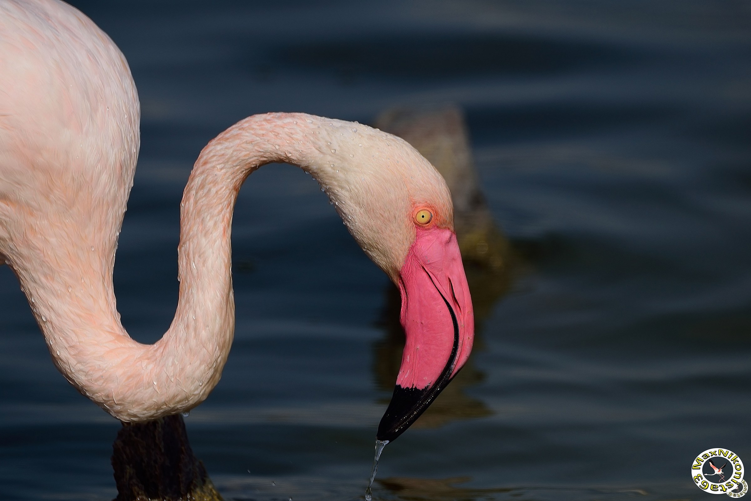 Flamingo on icy water...