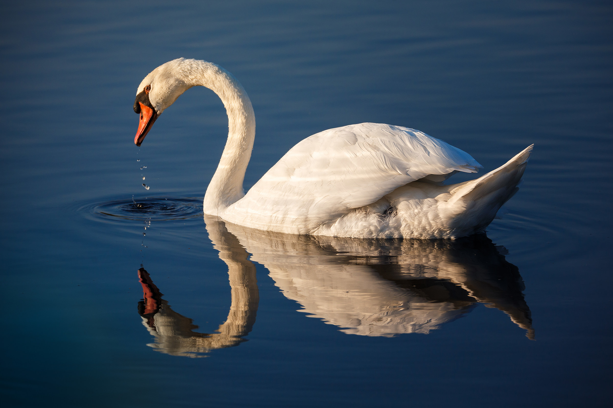 Swan at sunset...