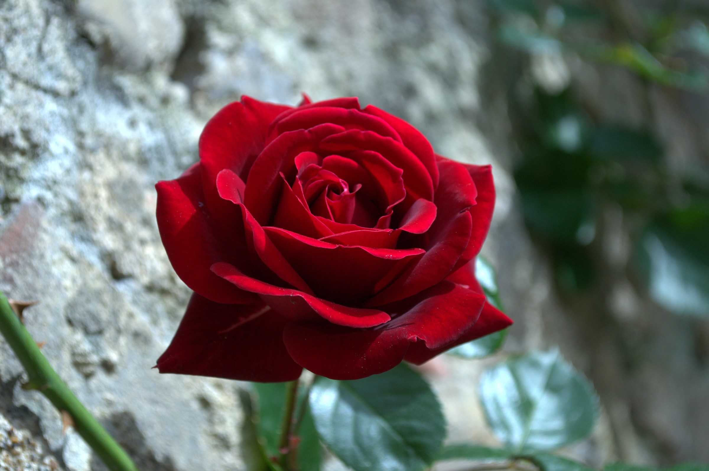 A red rose...