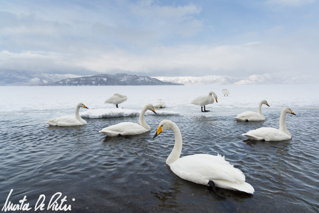 Lake Kussharo - Whooper Swan...