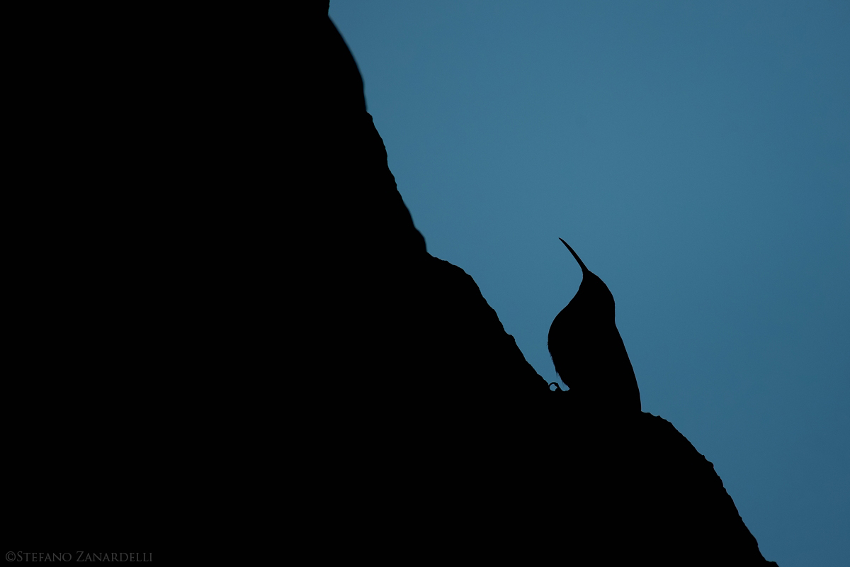 Muraiolo woodpecker silhouette ......