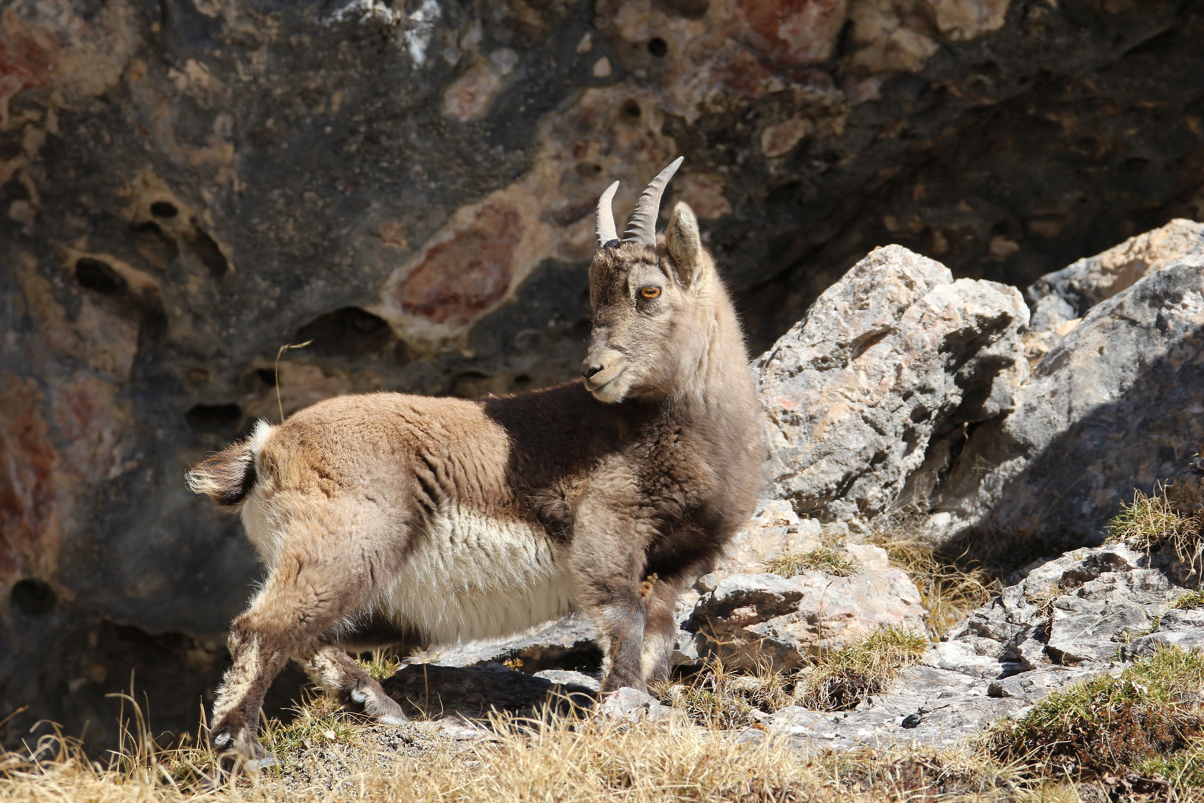 ibex...