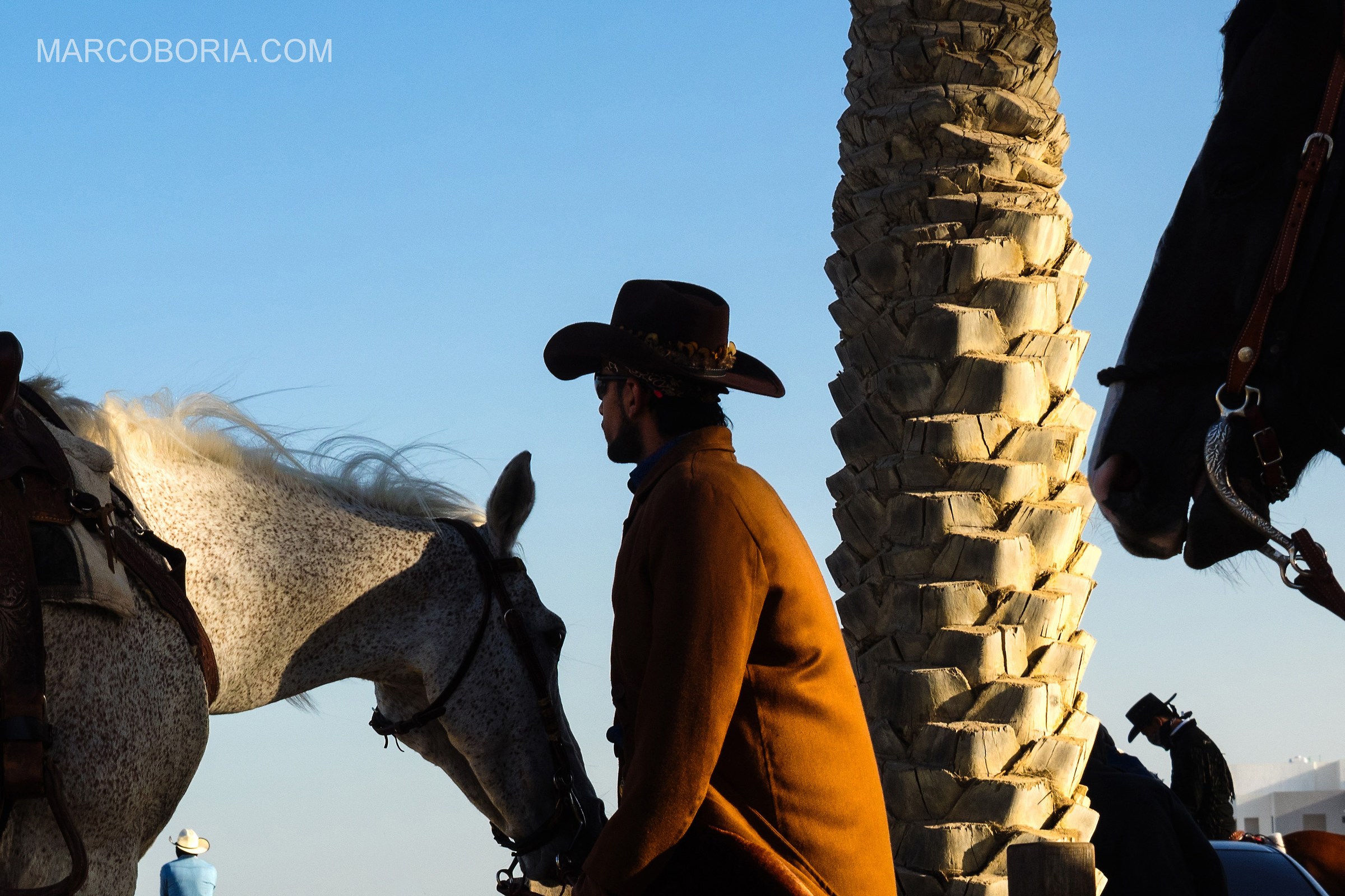 Bahraini Cowboys with arab horses...