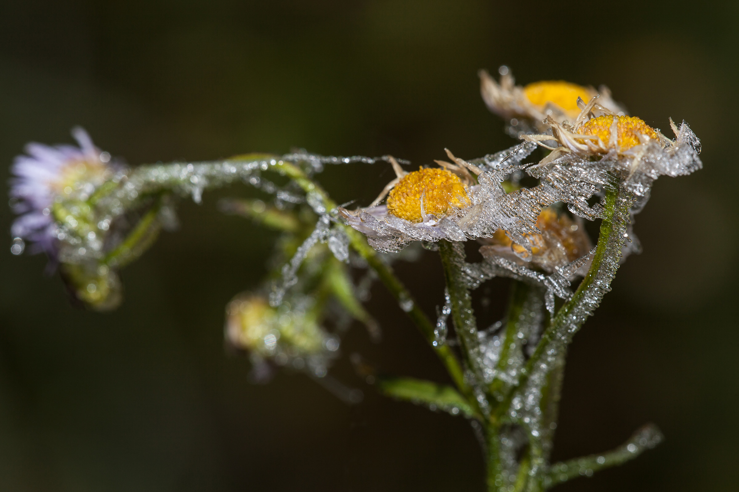 jewelry under ice...