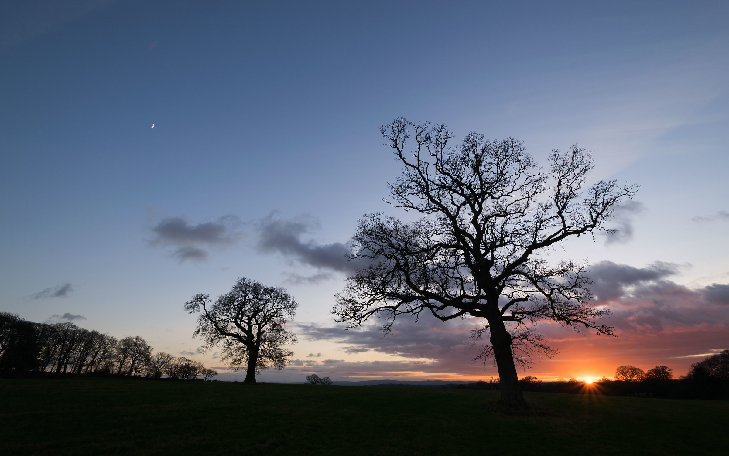 Waving Trees..... And A Tiny Moon...