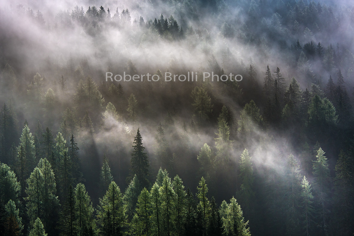 Fog between trees...