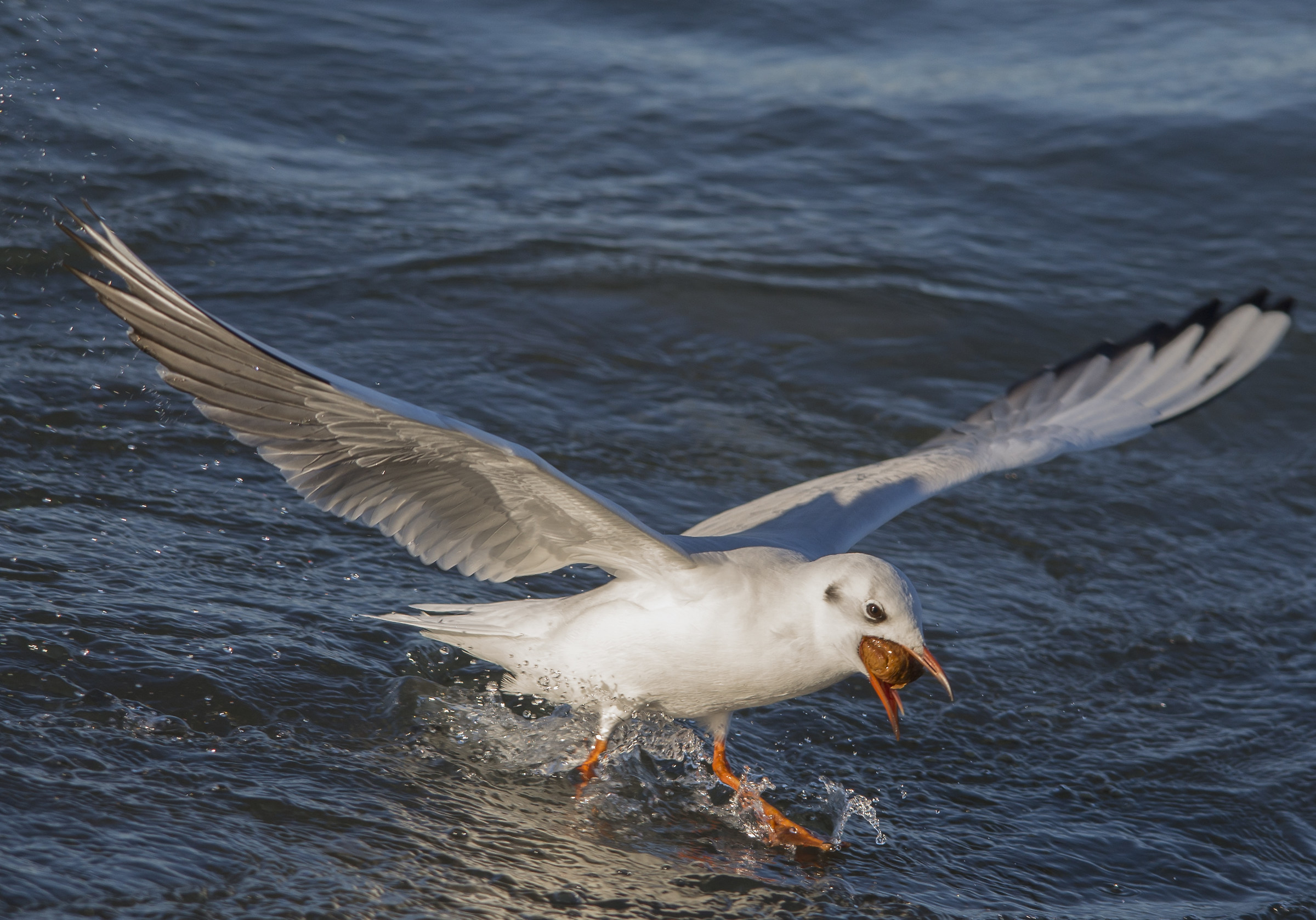 fishing gull...