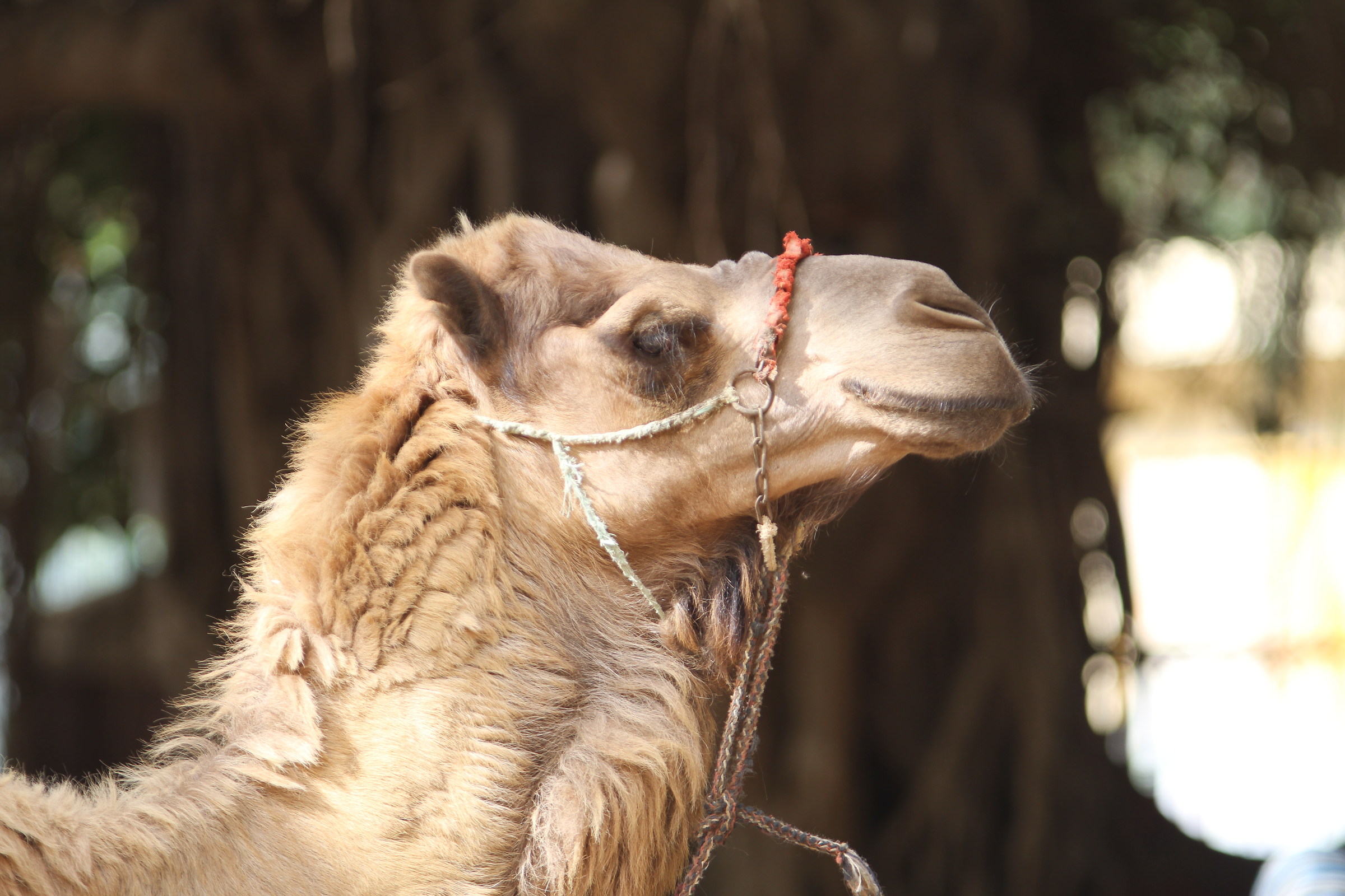 camel Egypt...