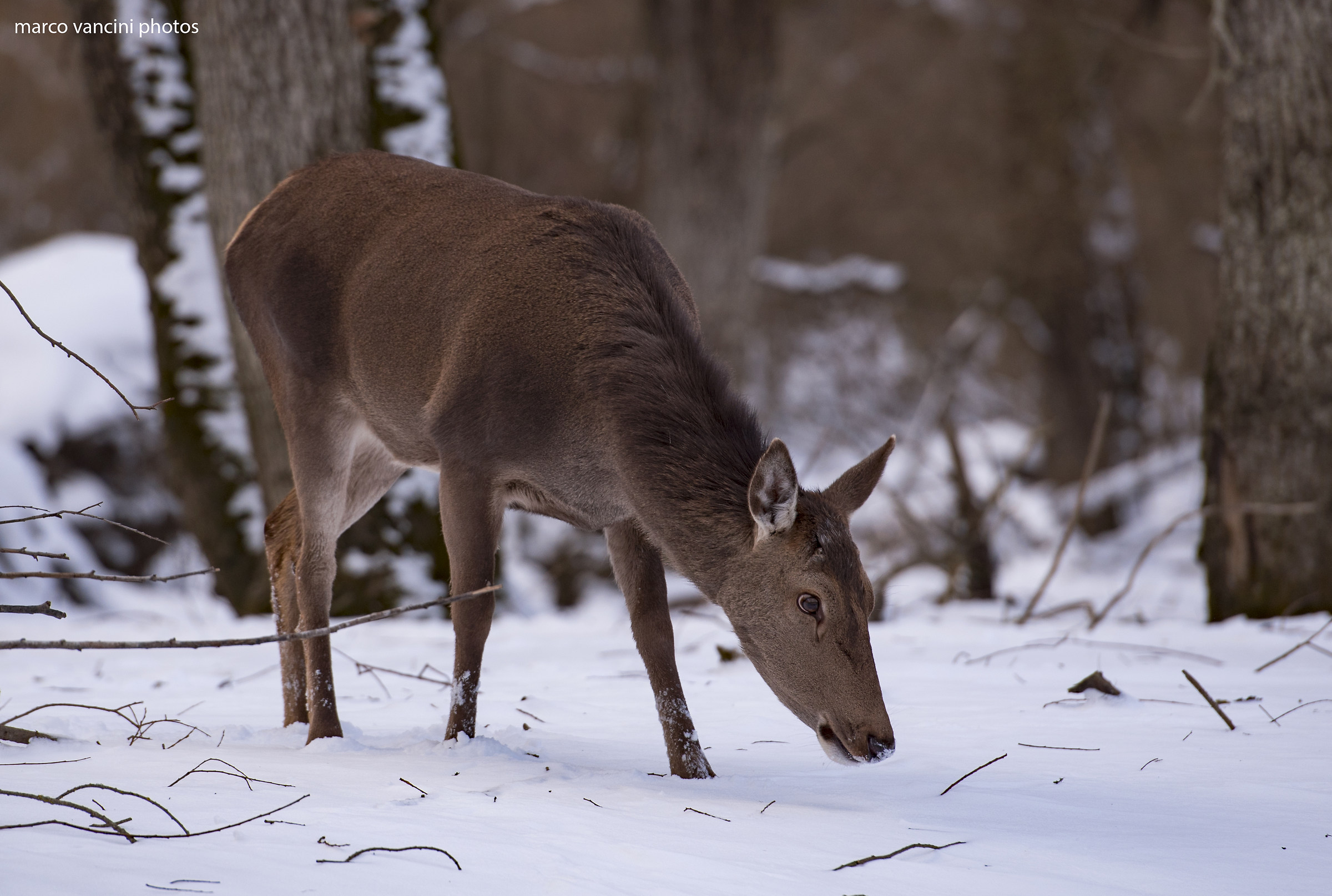 in search of food...