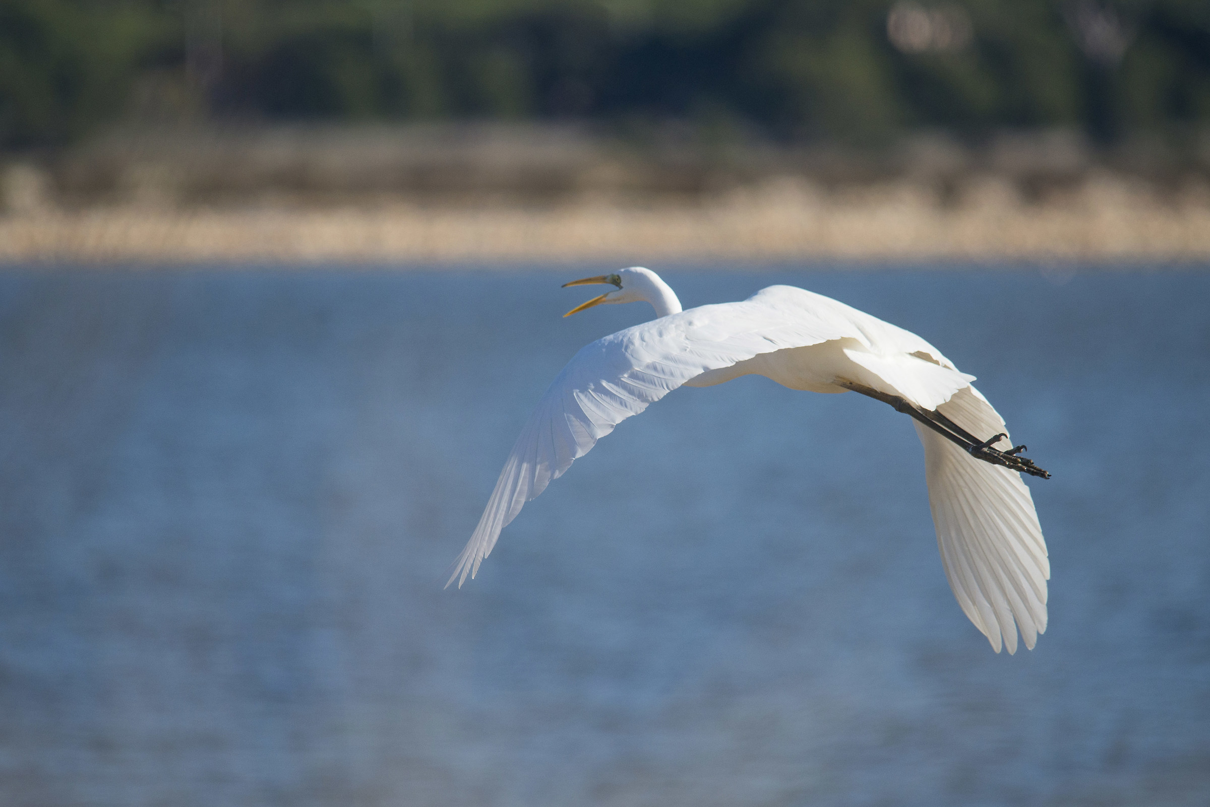 Heron takeoff...