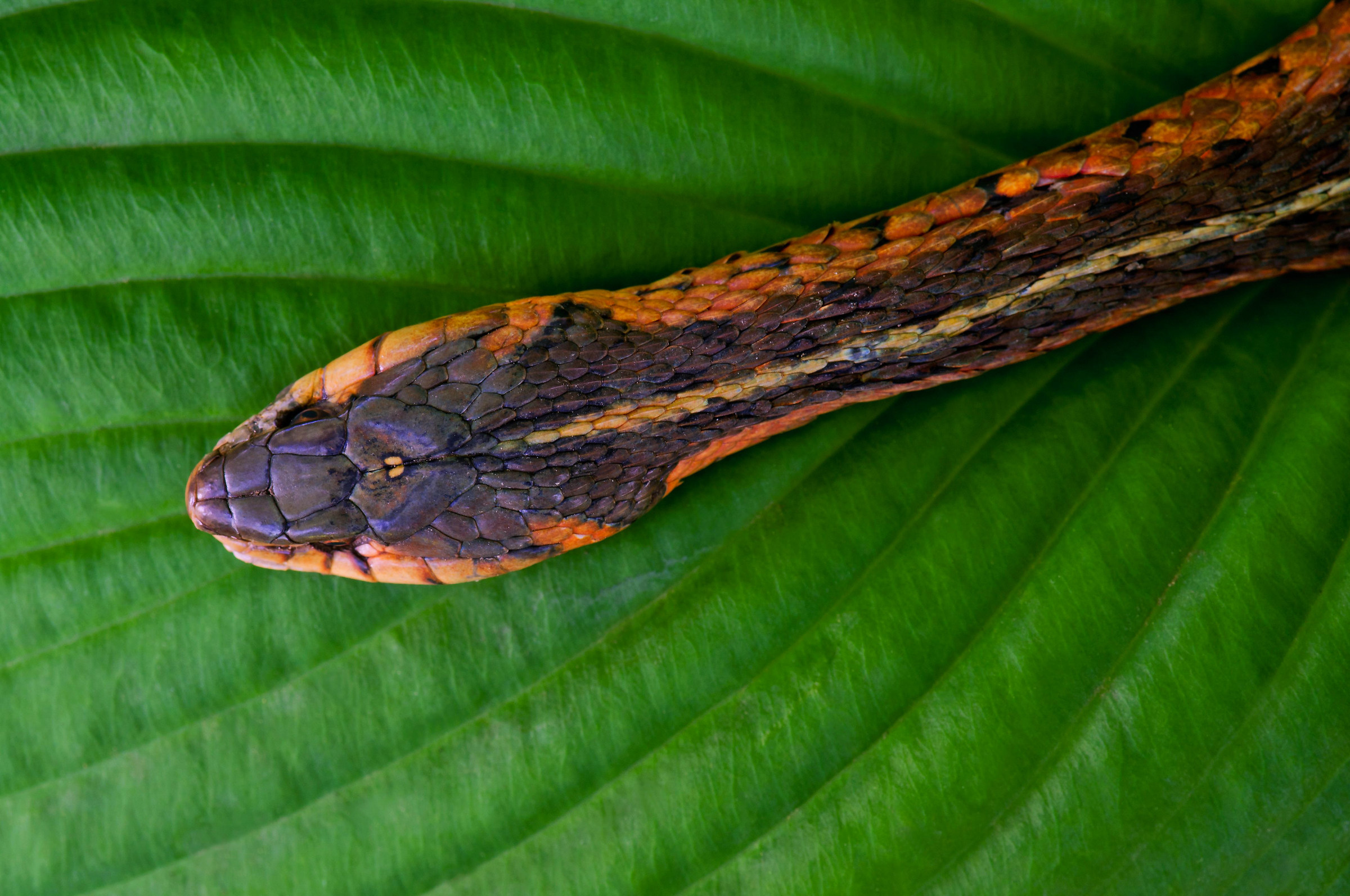 garter snake...