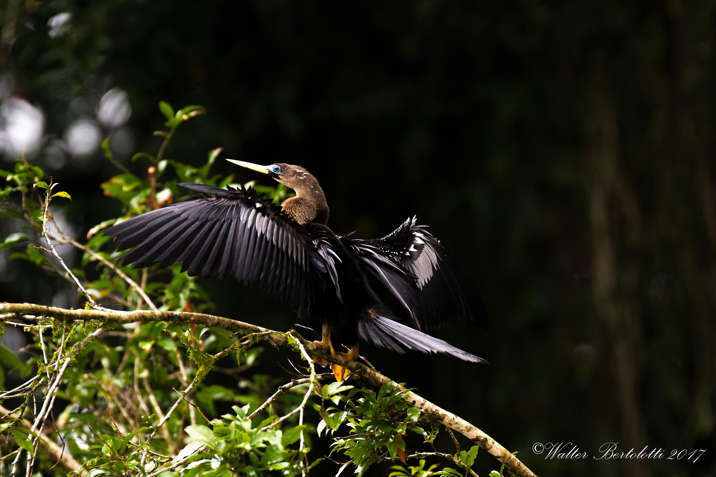 Anhinga...