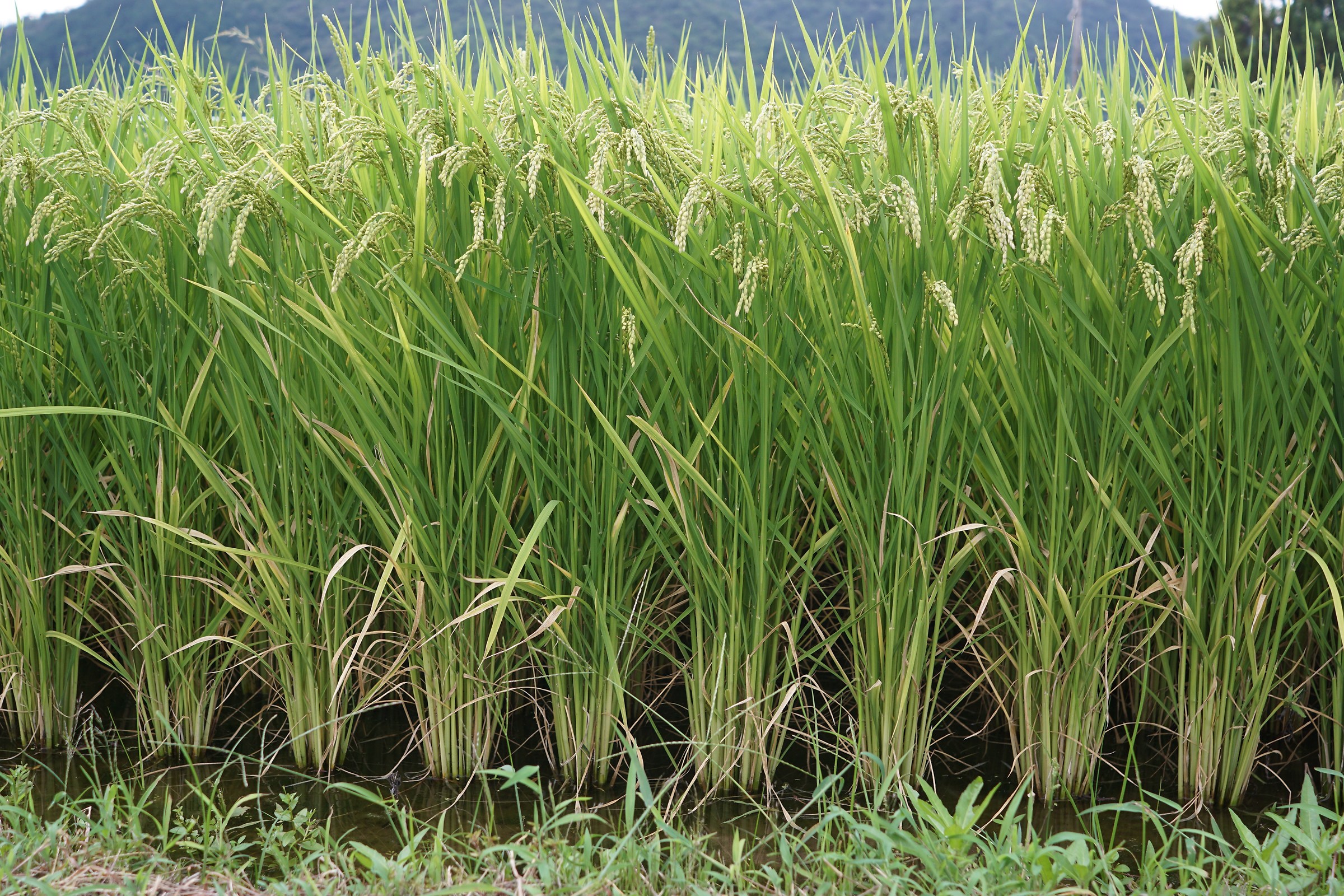 rice field...