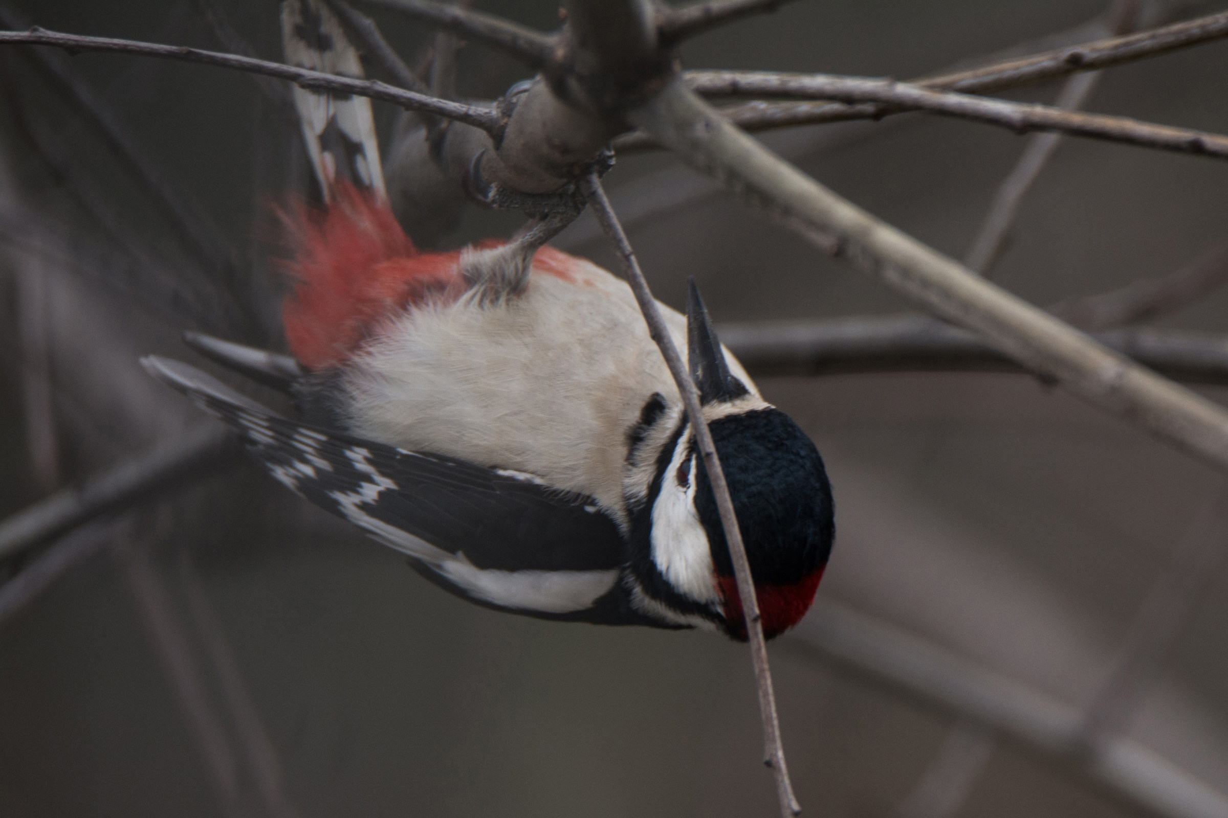 Great Spotted Woodpecker 4...