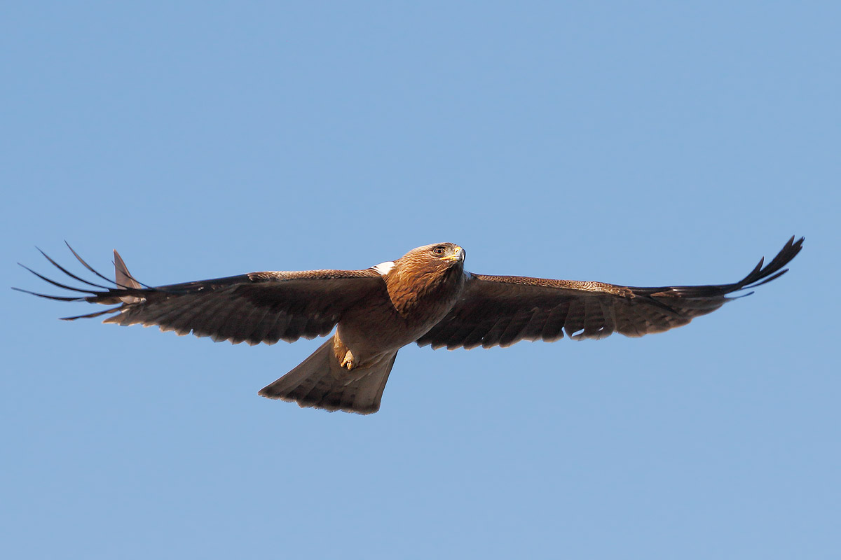 Booted Eagle (Dark morphism)...
