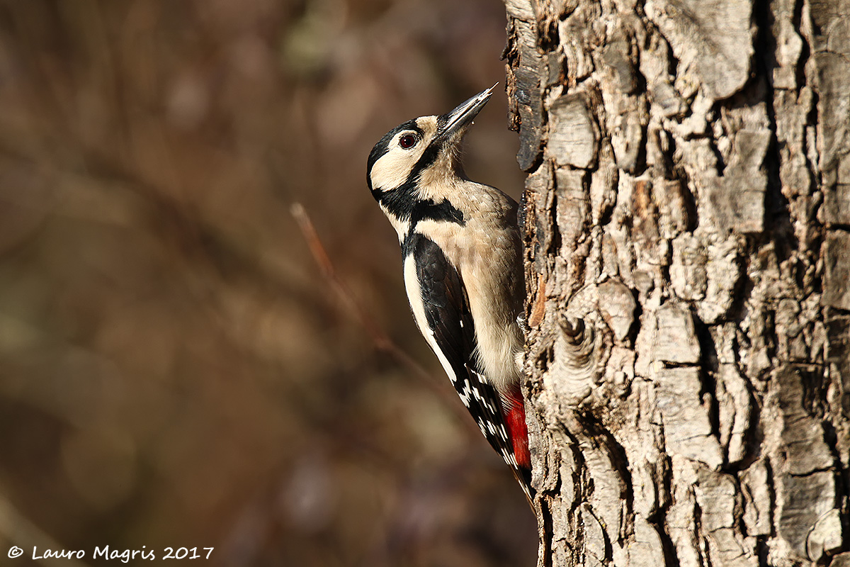 Woodpecker with tongue...