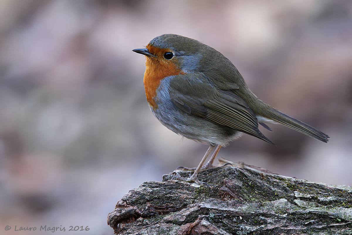 Robin in contemplation...