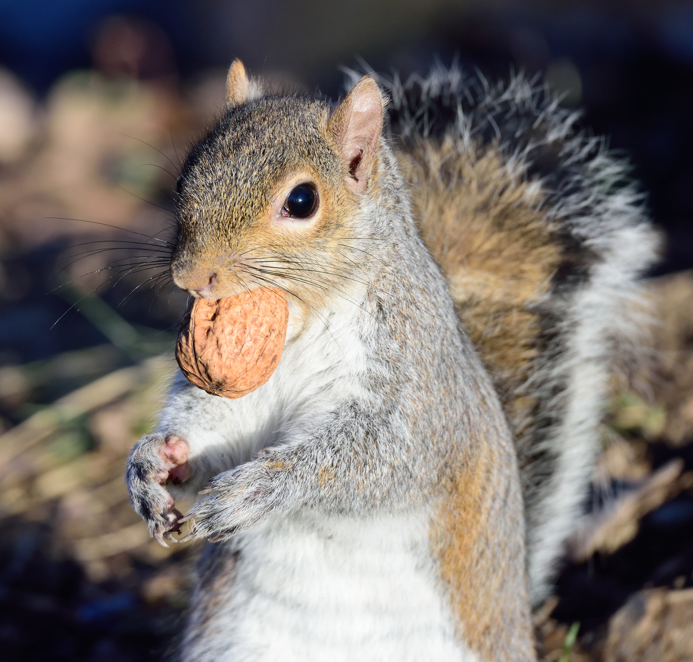 gray squirrel...