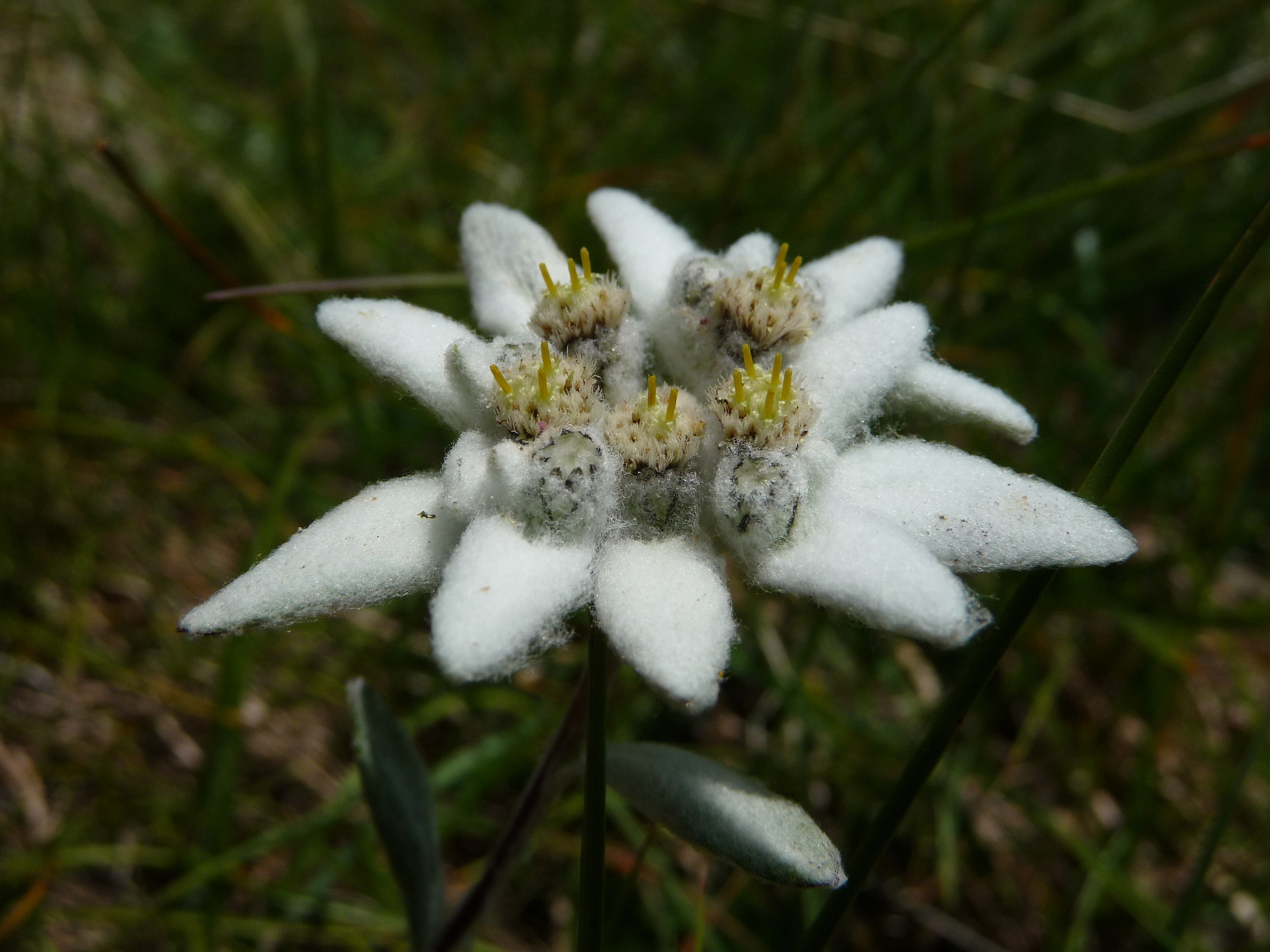 Alpine star...