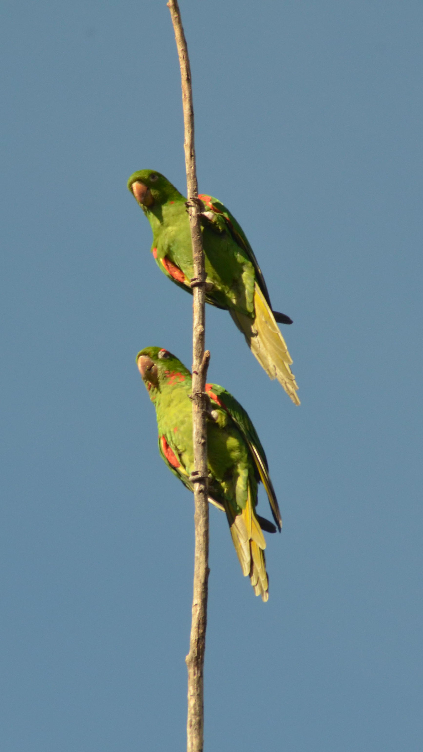 Una coppia di pappagalli (Aratinga leucophtalmus)...