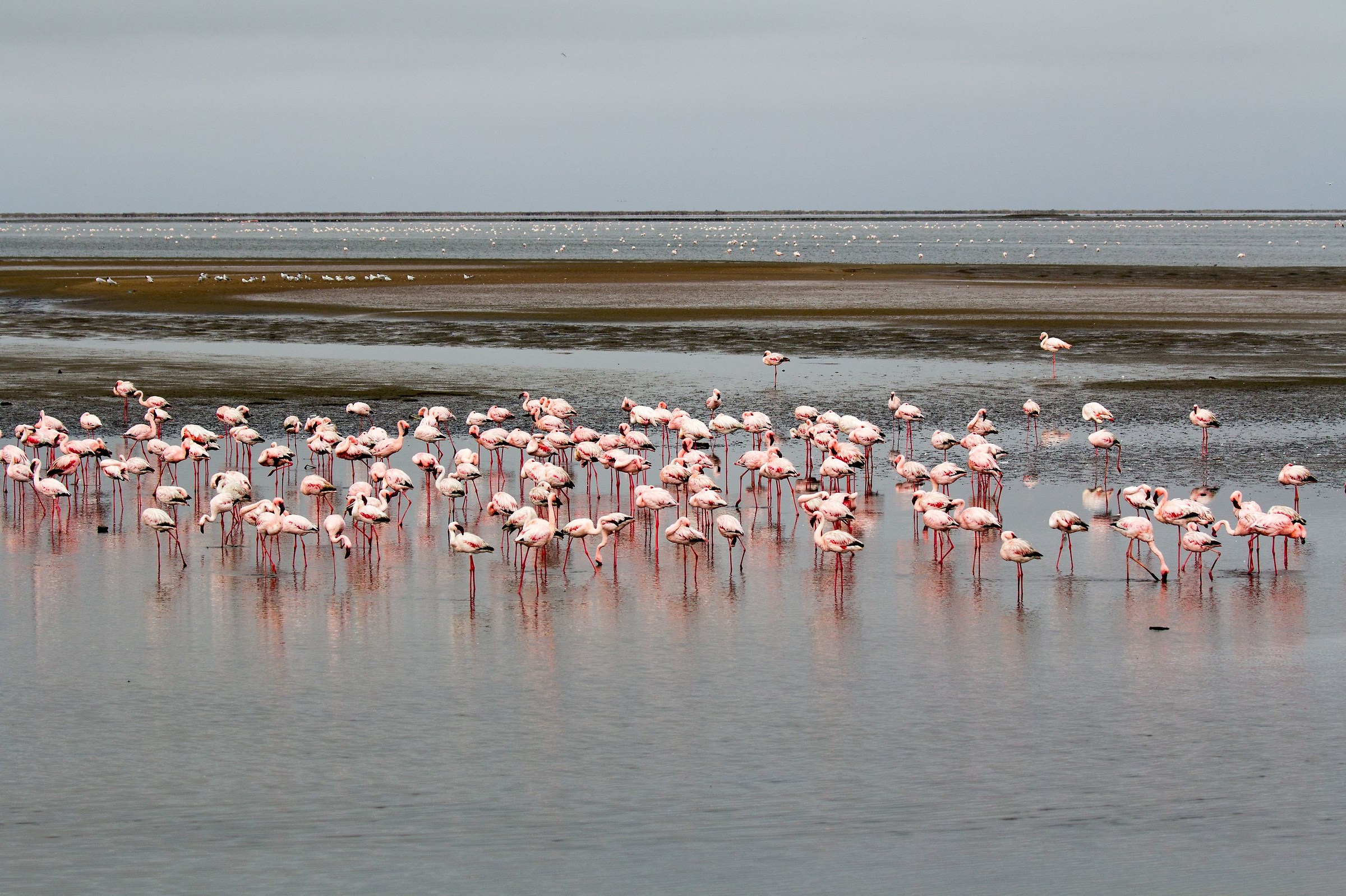 A sea of ??Flamingos...