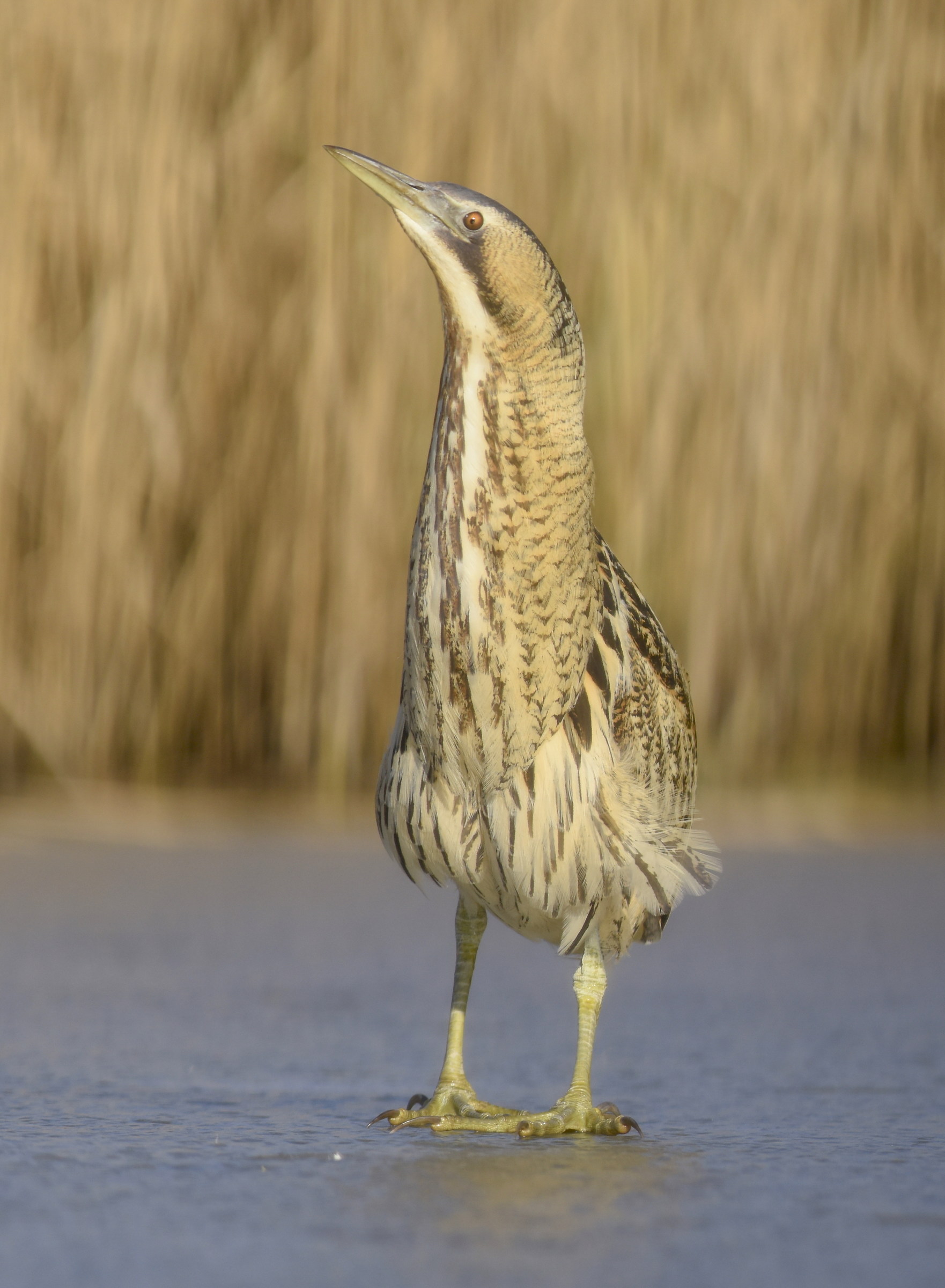 bittern...