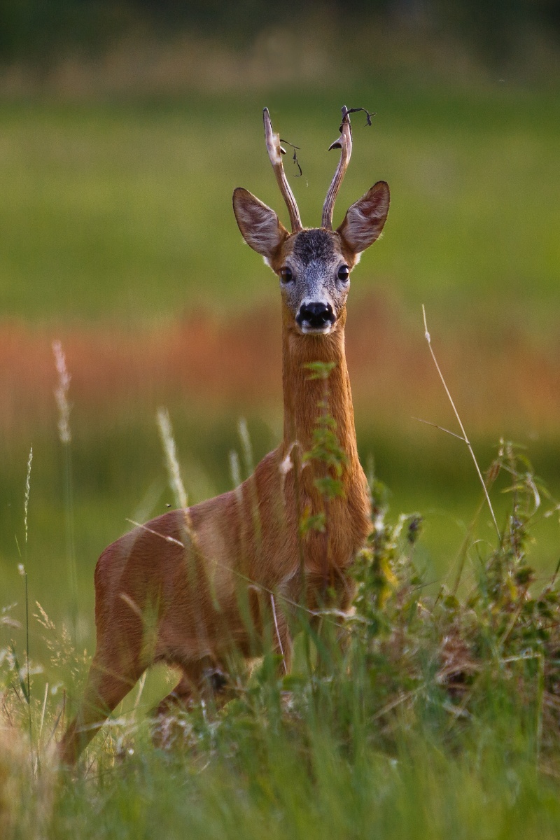 Roe deer rut...