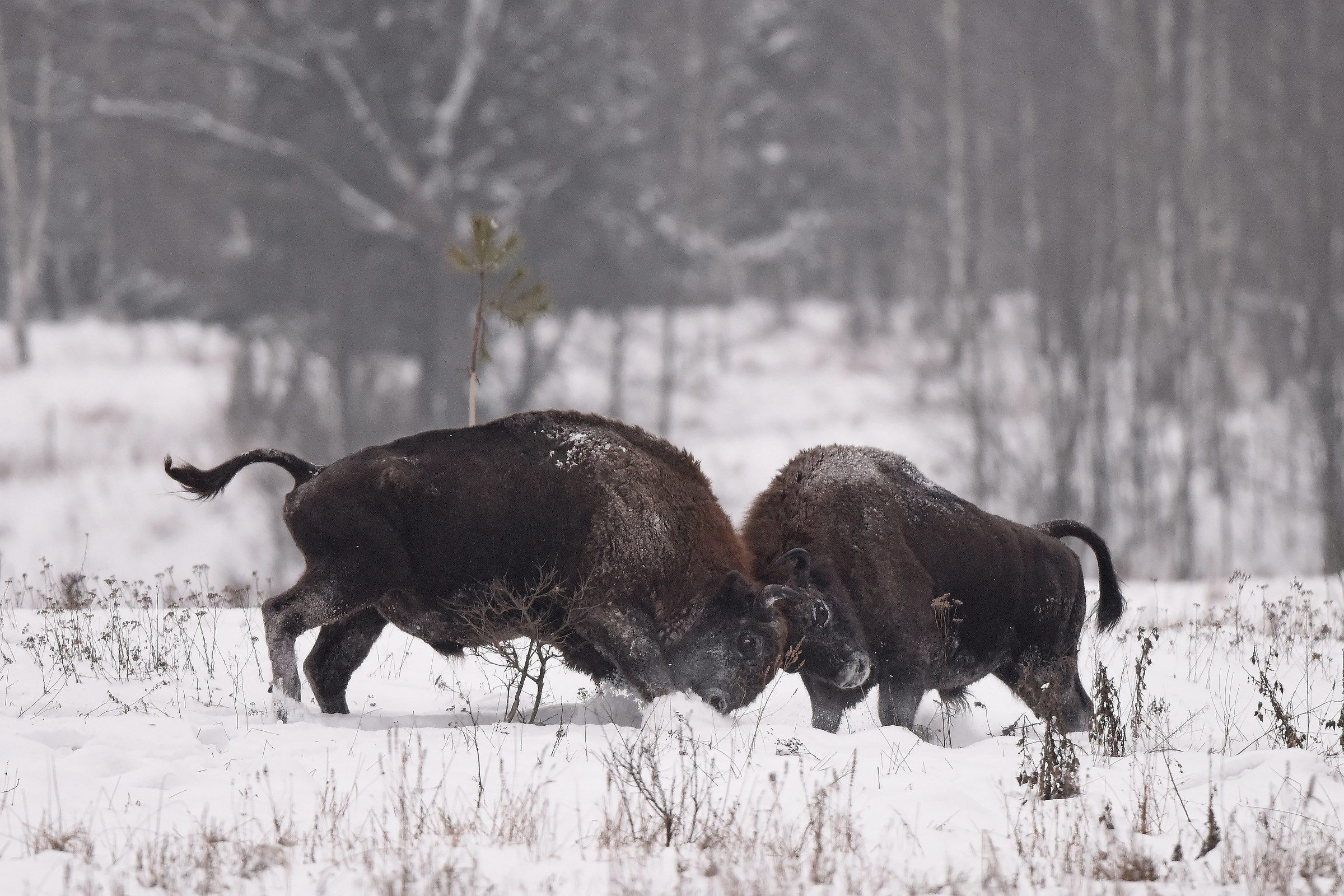 European bison...