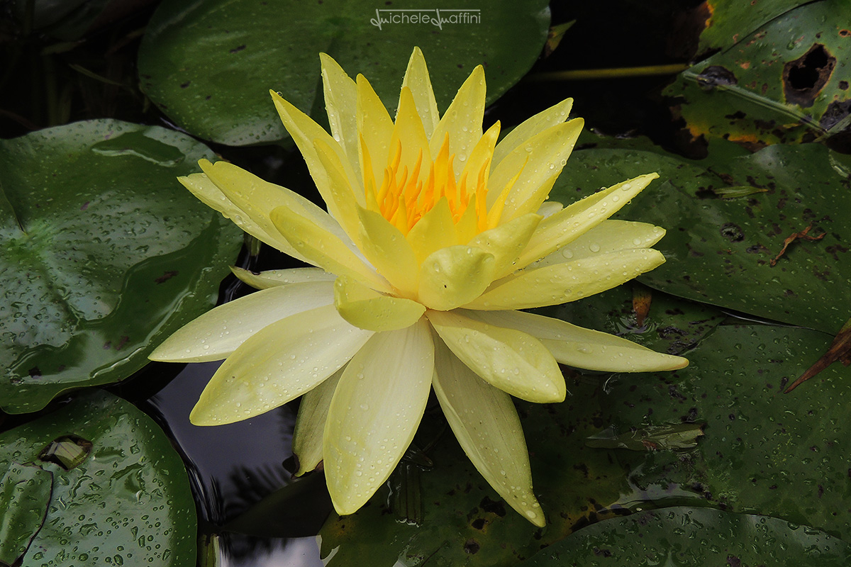 Thailand - Lotus Flower...
