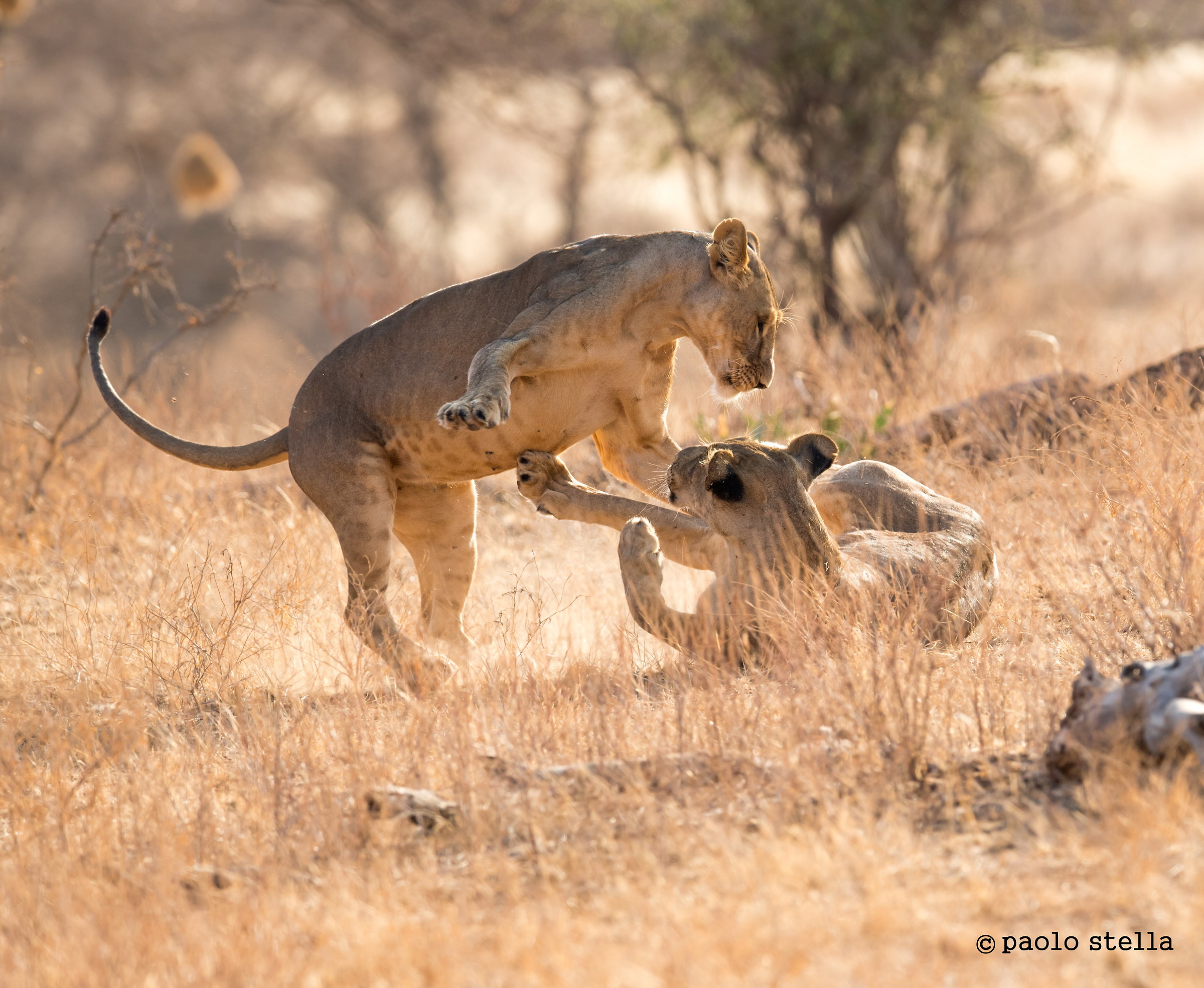 clash of lionesses...