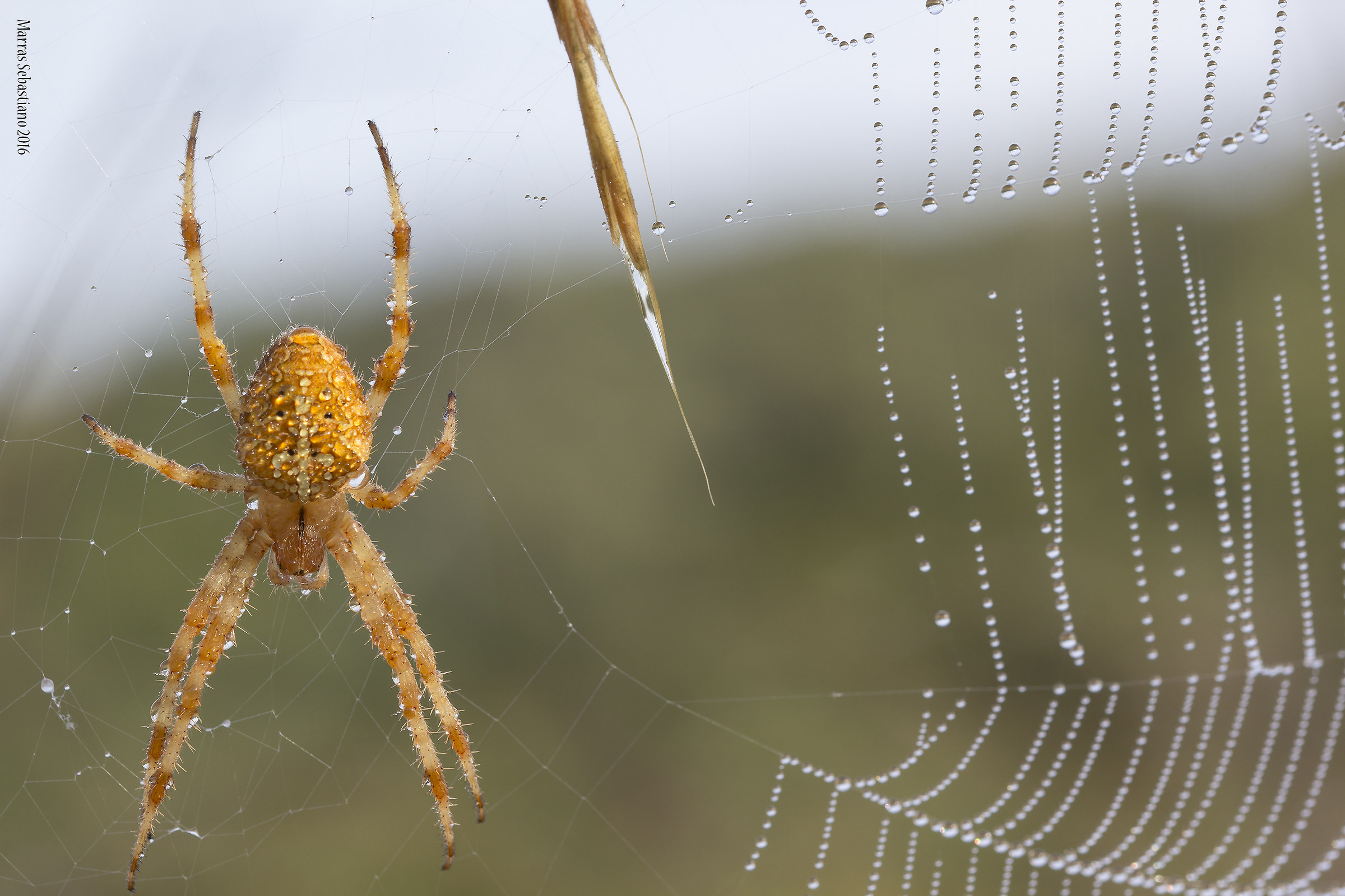 Araneus diadematus (cross spider)...