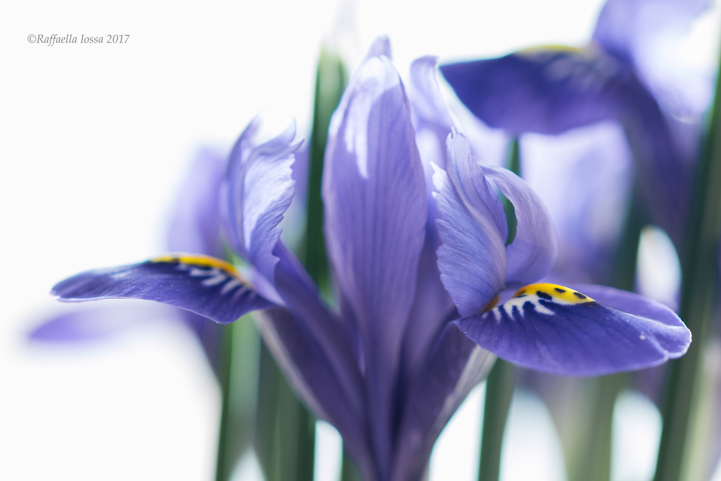 Iris reticulata...