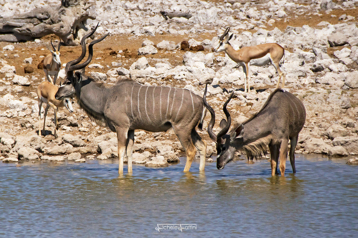 Namibia - Kudu...