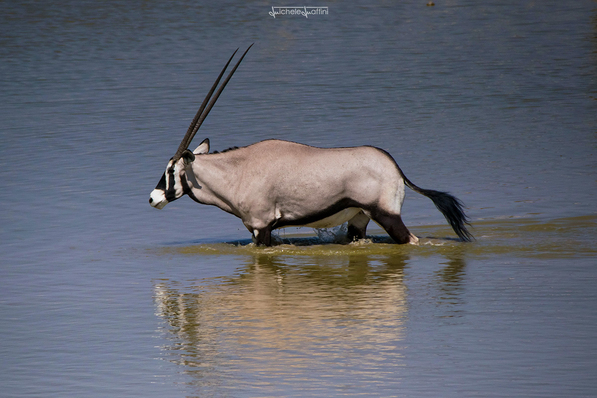 Namibia - Orix (Gemsbok)...