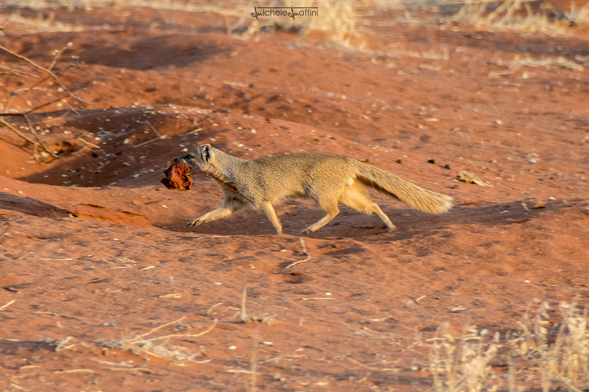 Namibia - yellow mongoose...