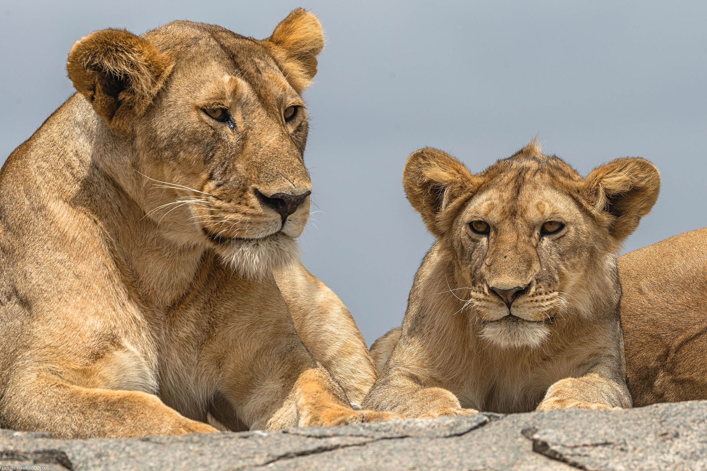 Lions of Serengeti...